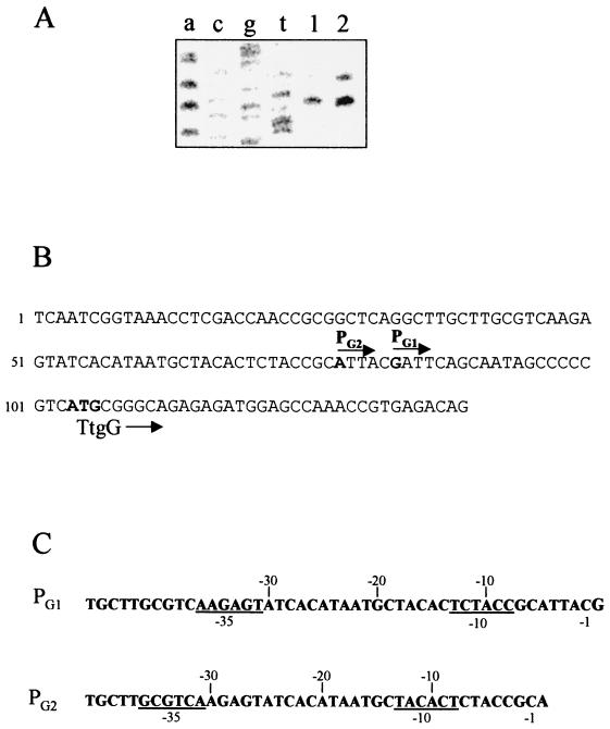 FIG. 1
