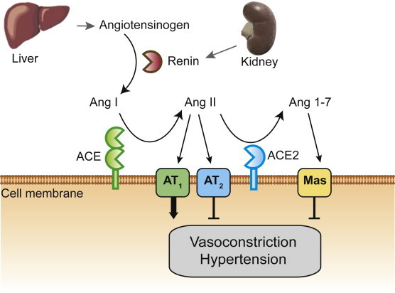 Fig. 1