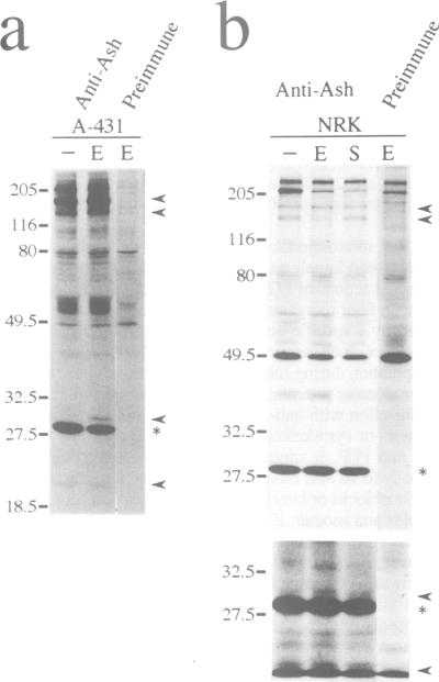 graphic file with name emboj00081-0130-a.jpg