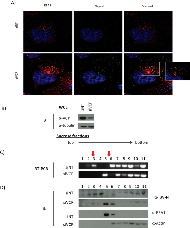 FIG 6