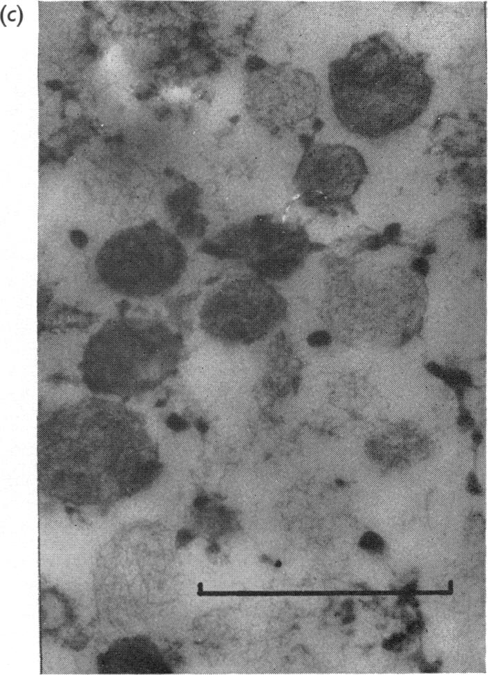 Plate 1 (c)